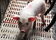 生猪期价短期宽幅震荡运行 天热大猪需求减量