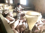 牧原股份获得发明专利授权：“一种成年猪外科手术用固定装置”