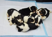 AI辅助去核提升犬科动物克隆效率