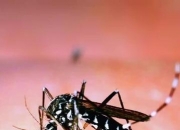 警惕基孔肯雅热！广东佛山已超千例感染