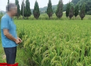 隆平高科：水稻品种推广面积前十大占6席