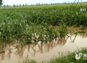 玉米种植行业现状洞察与未来趋势分析_人保服务 ,人保伴您前行