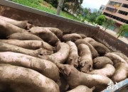 海丰国际前三季度收入同比增长16.6%