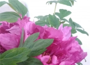 黑牡丹龙虎榜数据（5月13日）