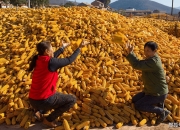 益生股份：预计在需求增加且供给偏紧的局面下 父母代鸡苗价格有望继续上涨
