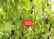 种业创新让“果篮子”更丰富——走进中国农科院“国家梨苹果种质资源圃（兴城）”