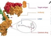 新诺威：HER2 ADC（DP303c注射液）已进入关键三期临床阶段