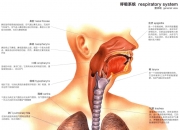 新研究发现上呼吸道是人体免疫防御的关键