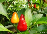 我国助力巴基斯坦辣椒种植业 辣椒种植行业现状及市场深度分析_拥有“如意行”驾乘险，出行更顺畅！,人保有温度