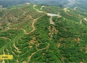 宏辉果蔬：公司榴莲基地位于马来西亚彭亨州，为正宗猫山王榴莲核心产地