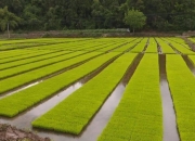 隆平高科：与中国农业科学院作物科学研究所签署《抗螟虫水稻新种质及其基因独家利用合同》、《小麦新品种中麦801使用权许可合同》