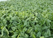 恒光股份龙虎榜数据（7月8日）