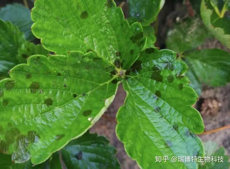申联生物： 公司目前没有炭疽病相关产品
