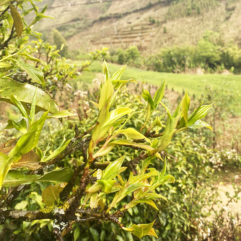 临沧白茶热销马来西亚 白茶产业现状、出口销量及未来发展趋势分析_保险有温度,人保财险 