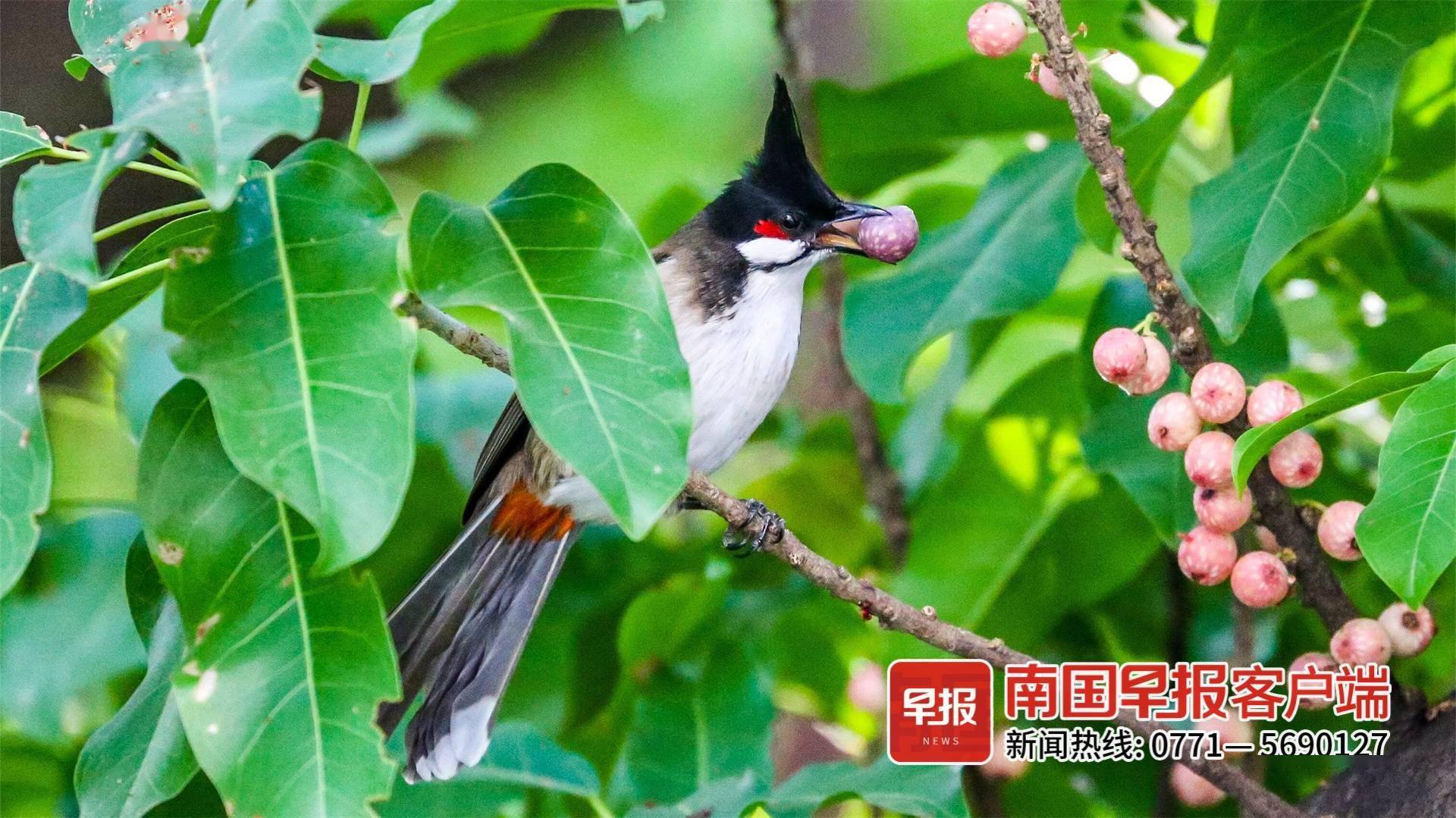 立方风控鸟·早报（1月7日）