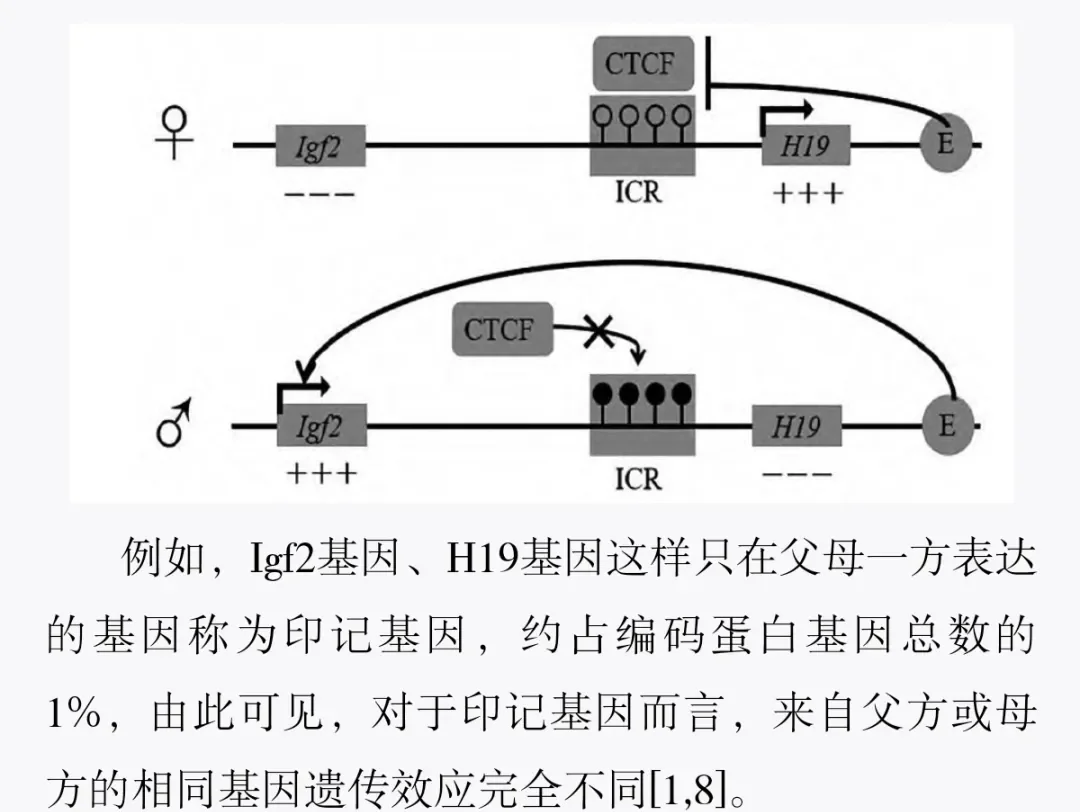 中国科学家发现肿瘤表观遗传的新机制