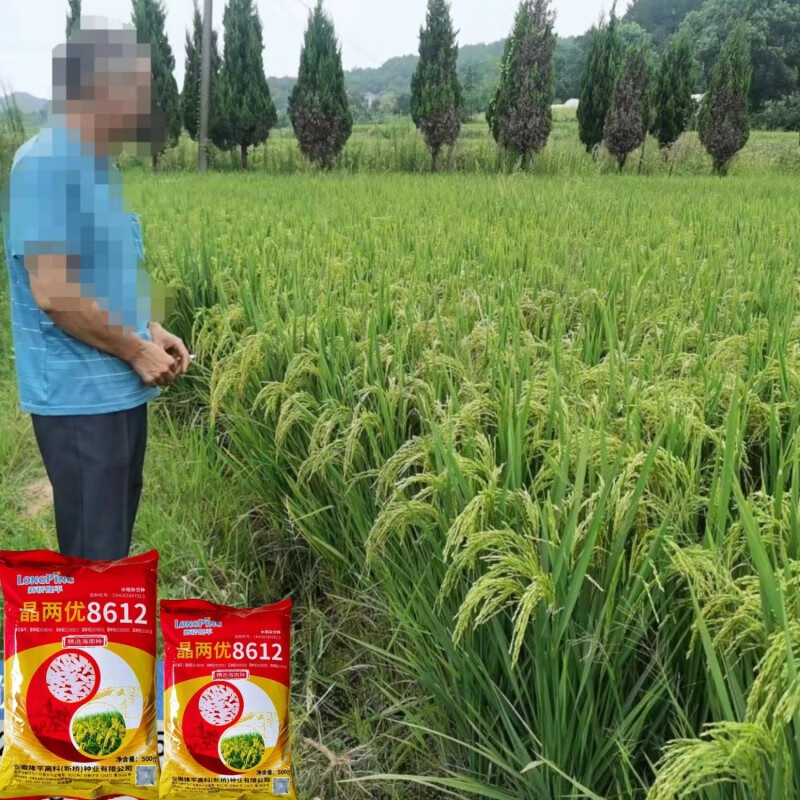 隆平高科:水稻品种推广面积前十大占6席