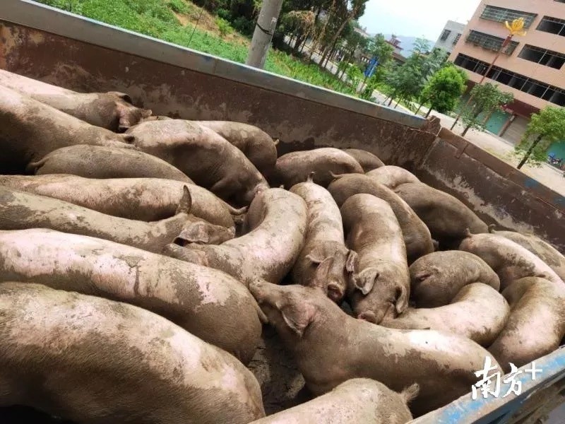 海丰国际前三季度收入同比增长16.6%