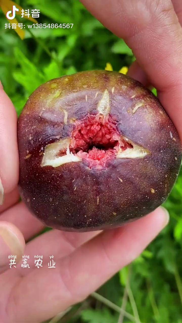 2026无花果行业市场分析：从种植端到消费端的全链条重构_人保财险政银保 ,人保有温度