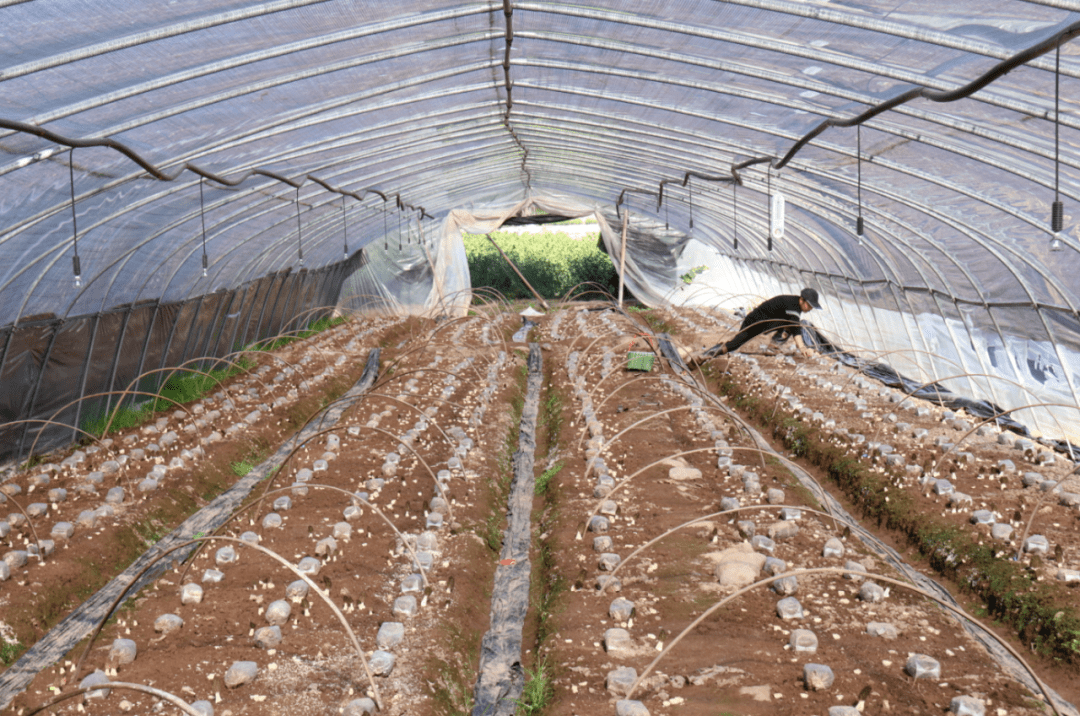 记者手记：探索一粒种子里的粮食安全密码