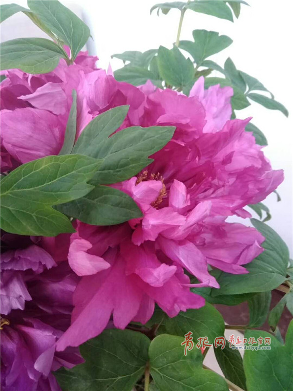 黑牡丹龙虎榜数据（5月13日）