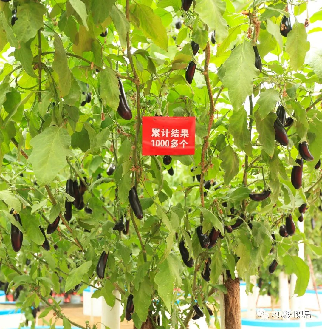 种业创新让“果篮子”更丰富——走进中国农科院“国家梨苹果种质资源圃（兴城）”